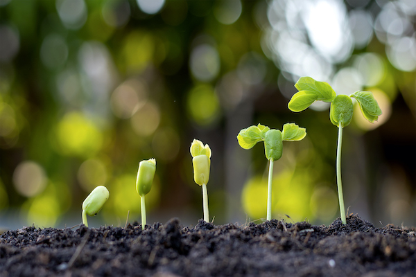 Seedlings emerging from soil, symbolizing personal growth and change over time