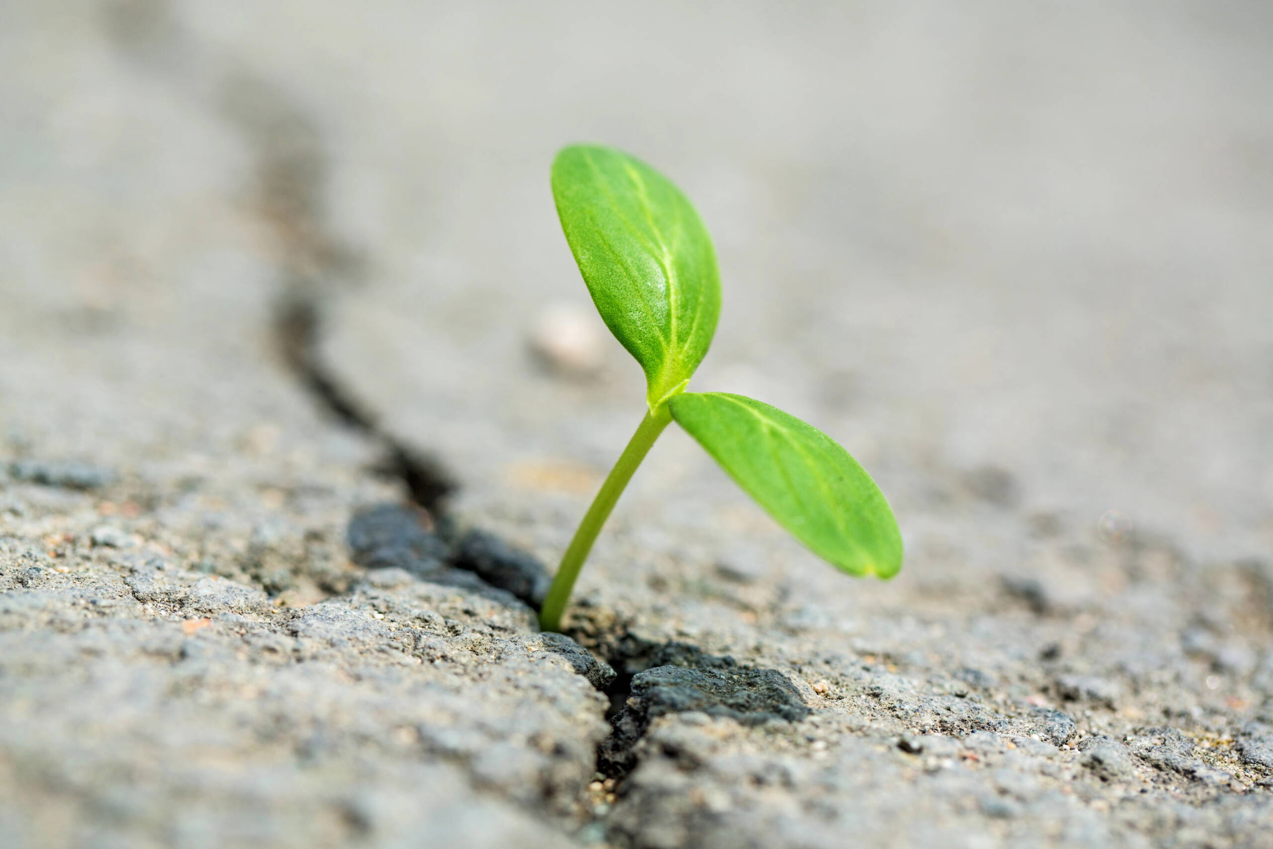 Green seedling growing through a crack in concrete
